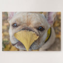 Suche nach reinrassig puzzle Hausrinder
