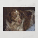 Recherche de bretonne cartes postales Chien
