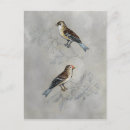 Suche nach zwei vögel postkarten Tiere