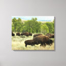 Suche nach bison leinwandbilder Tierwelt