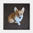 Suche nach sucht magnete Hund