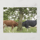 Suche nach stehende kuh postkarten Natur