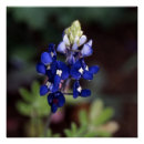 Suche nach texas bluebonnet poster Fotografie