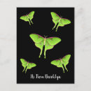 Recherche de luna cartes postales Insecte