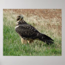 Suche nach bussard poster Swainsons bussarde