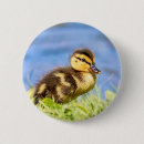 Suche nach wasservogel buttons Enten