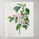 Recherche de 21ème posters Arbustes