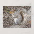 Recherche de squirrel cartes postales Bois