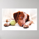 Recherche de épagneul posters Mignon