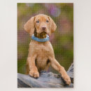 Recherche de chien de chasse puzzles Chiot