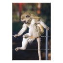 Suche nach niedlicher affe poster Lustig