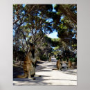 Suche nach wallaby poster Känguru