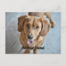 Suche nach hunde postkarten Liebe