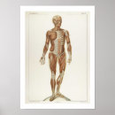 Recherche de anatoom posters Anatomique
