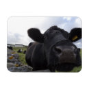 Recherche de l irlande magnets Mignon