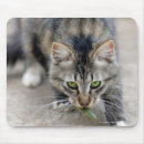 Suche nach langer schwanz mousepads Vertikal