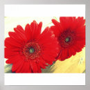 Suche nach roter gerbera poster Leinwand