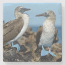 Suche nach galapagos untersetzer Vogel
