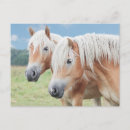 Suche nach haflinger Pony