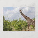 Recherche de tanzanie cartes postales Faune