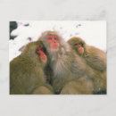 Suche nach tierfamilie poster Säugetier