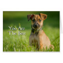 Suche nach jackrussell terrier postkarten Tier