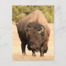 Suche nach amerikanischer bison poster Vertikal
