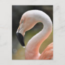 Suche nach flamingo postkarten Tiere