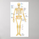 Suche nach gelenk poster Diagramm