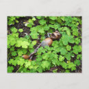 Recherche de trefle cartes postales Patrick