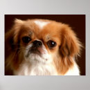 Recherche de épagneul posters Animal