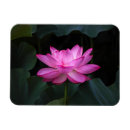 Recherche de fleur lotus magnets Feuille