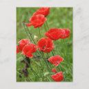 Suche nach mohnblüte karten Wildblumen