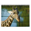 Suche nach giraffe kalender Fotografie