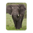 Recherche de tanzanie magnets Mammifère