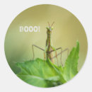 Recherche de mante autocollants Nature