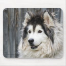 Recherche de malamute tapis souris D'alaska