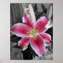 Recherche de stargazer lily posters Fleur