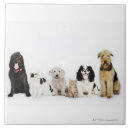 Suche nach hund und katze fliesen Tiere