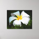 Suche nach frangipani leinwandbilder Mit blumen