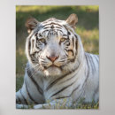 Recherche de exotique posters Chat