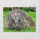 Suche nach wilde igel poster Wild lebende tiere