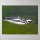 Recherche de natation posters Eau