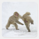 Recherche de cubes autocollants Animal