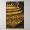 Suche nach pappeln poster Herbst