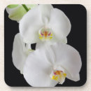Suche nach orchidee untersetzer Flora