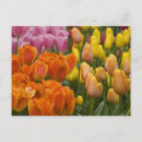 Suche nach keukenhof postkarten Reise