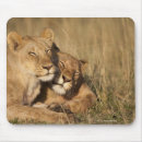 Suche nach löwe afrika mousepads Wild