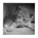 Recherche de chaton adorable carreaux Mignon