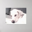 Recherche de chien domestique art Portrait